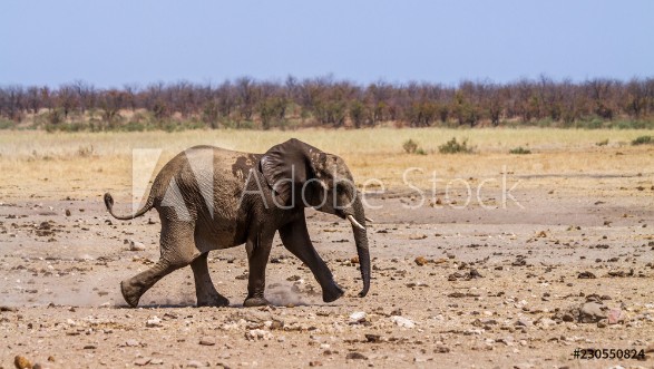 Picture of African bush elephant in Kruger National park South Africa  Specie Loxodonta africana family of Elephantidae